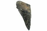 Partial Fossil Megalodon Tooth - South Carolina #250038-1